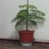 کاج مطبق