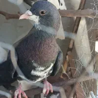 باخت خرده ساده شیرازی