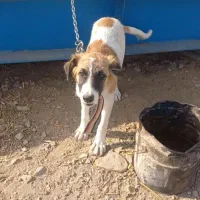 سگ نر
