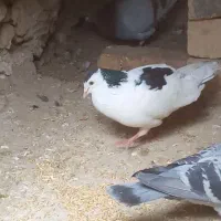 خال نر مست پرشی