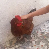 مرغ و خروس