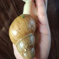 حلزون آلبینو شاه مولد لاک۱۳ سانت،جوجه حلزون ۲ هزا