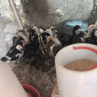تخم مرغ نطفه دار ، جوجه محلی شوریه ای و بوقلمون