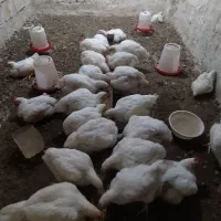 مرغ گوشتی خونگی بهترین گوشت