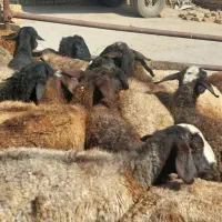 میش|حیوانات مزرعه|نهاوند, |دیوار