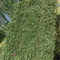 پرس یونجه پنجاه عدد