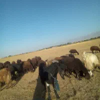 نر بز