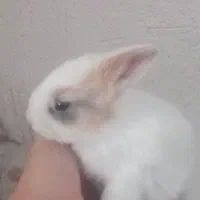 خرگوش