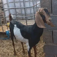 بز  پاکستانی جوان