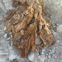 کاهو سبزی