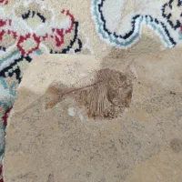 فسیل ماهی