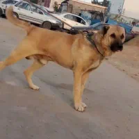 سگ نر سرابی ضالم قهرمان چناران