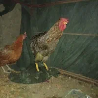 یک مرغ خروس