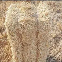 خوراک دام