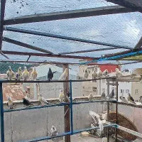 کبوتر تکی و جفتی