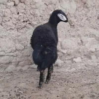 بره قوچی قره چال
