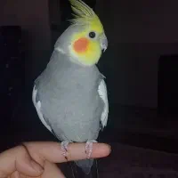 یک جفت عروس هلندی سخنگو