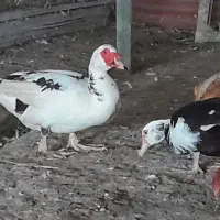 فروش اردک مرغ و غاز زنده و کشته شده تمیز شده