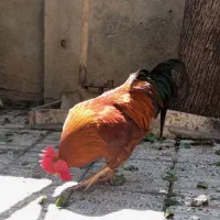 یک عدد خروس ومرغ