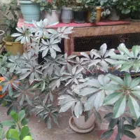 گل شفلرا