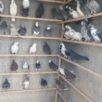 کبوتر|پرنده|سیرجان, |دیوار