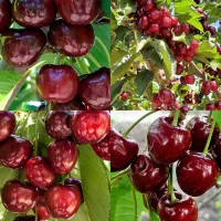 فروش و پیش فروش نهال پسته صنوبر گردو بادام