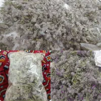 چای کوهی
