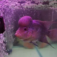 ماهی فلاور هورن