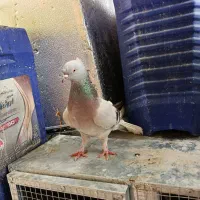 ماده سبز دمسفید