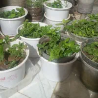 گل ناز