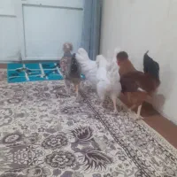 ۳تاقچه یک خروس