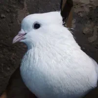 پشت سبز ماده
