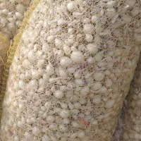 پیازغده راتا .مینروا