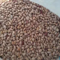 لوبیا چیتی امسال زود پز