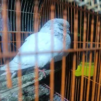 یک عدد کبوتر