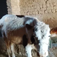 فروش گاو و  گوساله