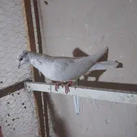 کبوتر|پرنده|الیگودرز, |دیوار