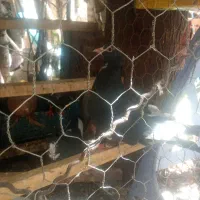 با سلام ۶عددپلنگ یک عدد زرد