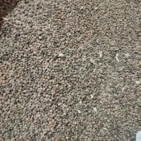 عدس کردی کوزران