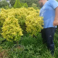 فروش گل