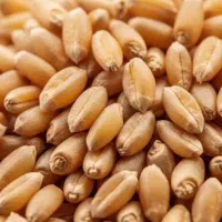گندم دیمه و آبی