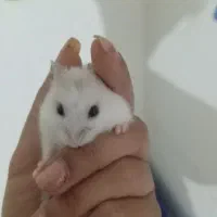 همسترمعاوضه با جوجه