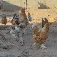 یک‌جفت مرغ و خروس برهما اصیل ۹ ماهه جوان مامونیه