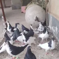 کبوتر یا کفتر ساده سیاه درجه 1