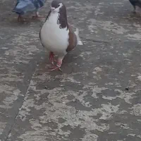 کبوتر رنگی  12 عدد