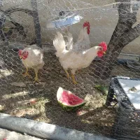 مرغ و خروس