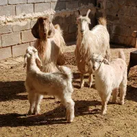 ۲ راس بز کهره دار داشتی جوان