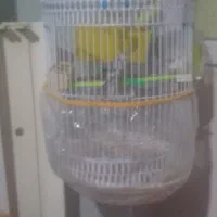 جفت مرغ عشق دستی