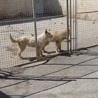 فروش سگ ژرمن شپرد سفید(white) ملقب به سگ سوئیسی