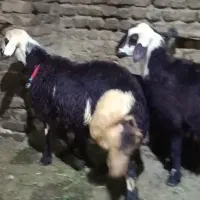 قورچ گوسفند بره نر بره ماده